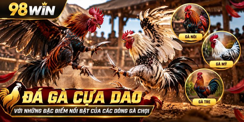 Đá gà cựa dao với những đặc điểm nổi bật của các dòng gà chọi trong văn hóa dân gian